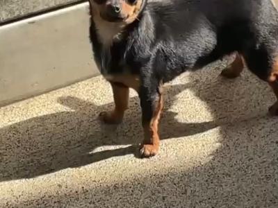 Beautiful Chihuahua puppies in Galway