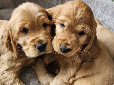 Cocker Spaniel puppies in Tipperary