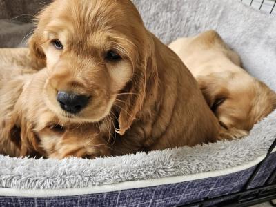 Cocker Spaniel puppies in Tipperary