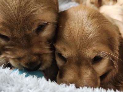 Cocker Spaniel puppies in Tipperary