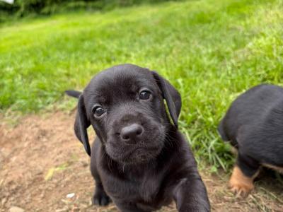 Dachshund x Labrador puppies in Cavan