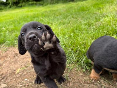 Dachshund x Labrador puppies in Cavan