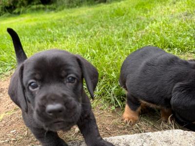 Dachshund x Labrador puppies in Cavan