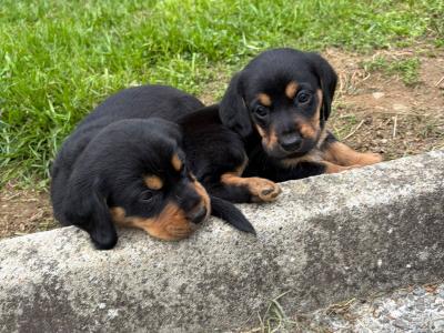 Dachshund x Labrador puppies in Cavan