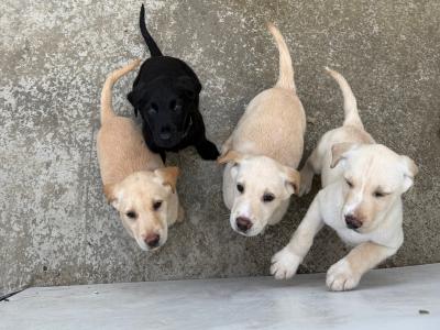 Labrador pups for sale