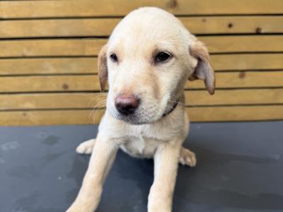 Labrador pups for sale