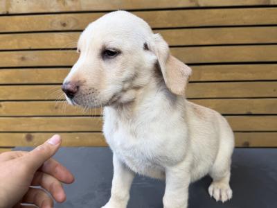 Labrador pups for sale