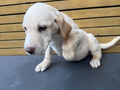 Labrador pups for sale