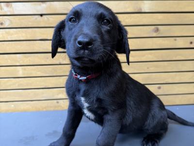 Labrador pups for sale