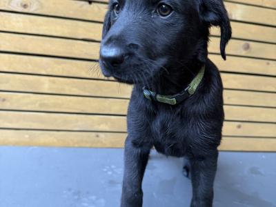 Labrador pups for sale