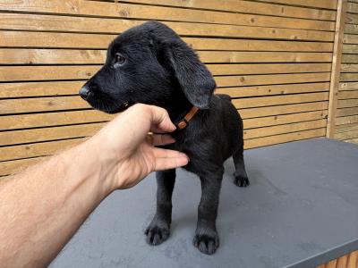 Labrador pups for sale