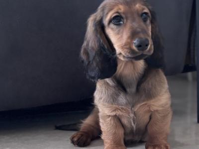 Beautiful Long-Haired Dachshund Puppy – Ready for a Loving Home