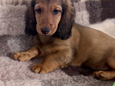 Beautiful Long-Haired Dachshund Puppy – Ready for a Loving Home