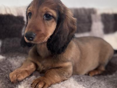 Beautiful Long-Haired Dachshund Puppy – Ready for a Loving Home