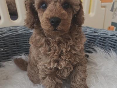 IKC (PENDING) Registered Toy Poodle Puppies