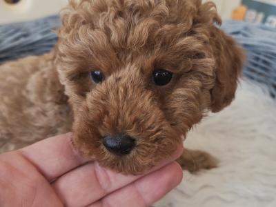IKC (PENDING) Registered Toy Poodle Puppies