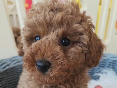 IKC (PENDING) Registered Toy Poodle Puppies