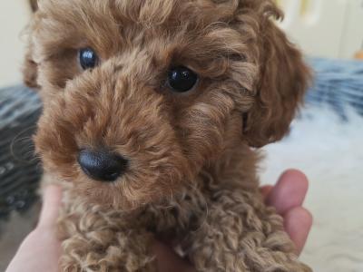 IKC (PENDING) Registered Toy Poodle Puppies
