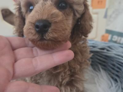 IKC (PENDING) Registered Toy Poodle Puppies