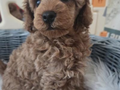 IKC (PENDING) Registered Toy Poodle Puppies