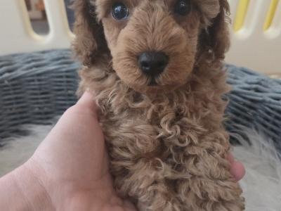 IKC (PENDING) Registered Toy Poodle Puppies