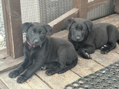 Belgian Malinois x Labrador
