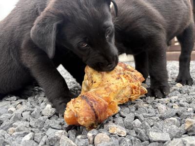 Belgian Malinois x Labrador