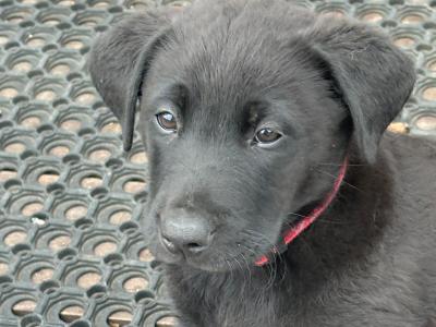 Belgian Malinois x Labrador