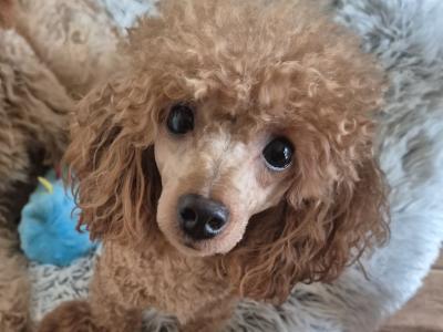 IKC (PENDING) Registered Toy Poodle Puppies