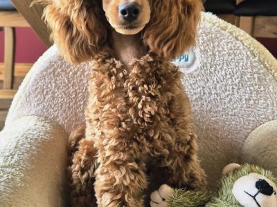 IKC (PENDING) Registered Toy Poodle Puppies