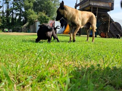Belgian Malinois x Labrador