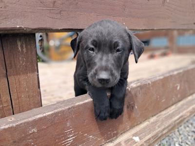 Belgian Malinois x Labrador