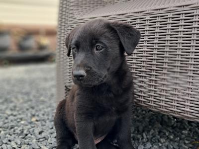 Belgian Malinois x Labrador