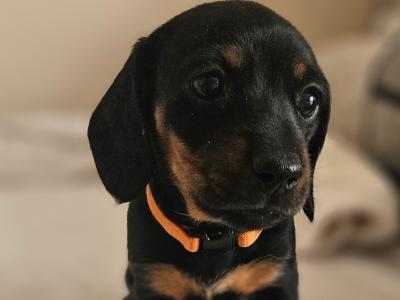 Beautiful Black & Tan Dachshund puppies in Dublin