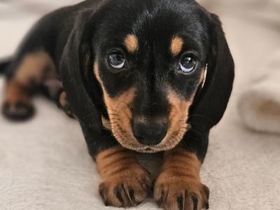 Beautiful Black & Tan Dachshund puppies in Dublin