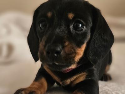 Beautiful Black & Tan Dachshund puppies in Dublin
