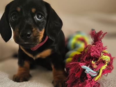 Beautiful Black & Tan Dachshund puppies in Dublin