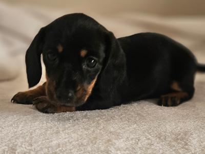 Beautiful Black & Tan Dachshund puppies in Dublin