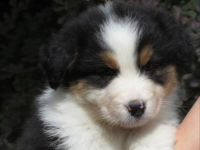 IKC Registered Australian Shepherd puppies in Waterford