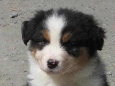 IKC Registered Australian Shepherd puppies in Waterford