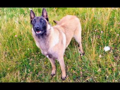 Belgian Malinois x Labrador