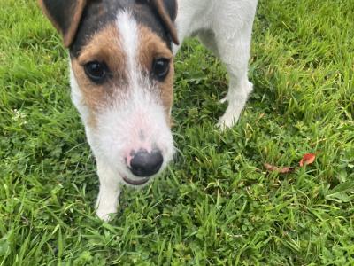 Lovely male Fox Terrier x Parson Russell Terrier puppy in Limerick