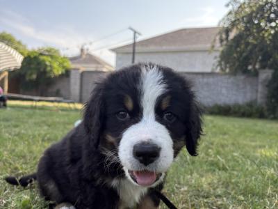 Bernese Mountain Dog x Newfoundland puppies for sale in Carlow