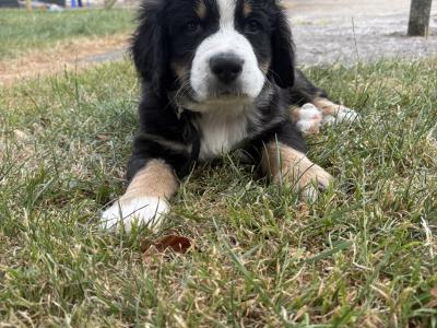 Bernese Mountain Dog x Newfoundland puppies for sale in Carlow