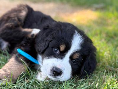 Bernese Mountain Dog x Newfoundland puppies for sale in Carlow