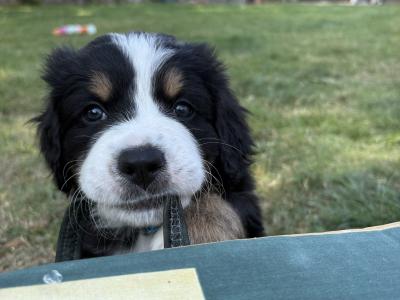 Bernese Mountain Dog x Newfoundland puppies for sale in Carlow