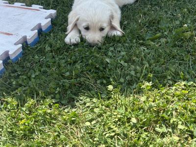 Golden Retriever puppies for sale