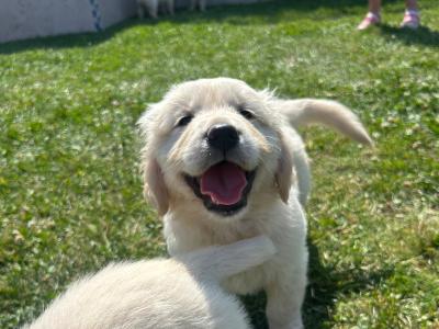 Golden Retriever puppies for sale