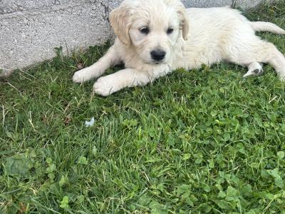 Golden Retriever puppies for sale