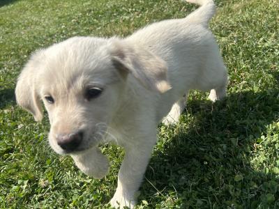 Golden Retriever puppies for sale